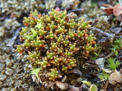 Colobanthus brevisepalus