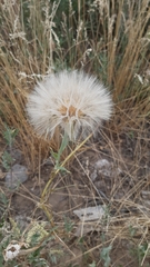 Tragopogon