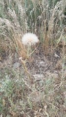 Tragopogon