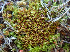 Colobanthus brevisepalus