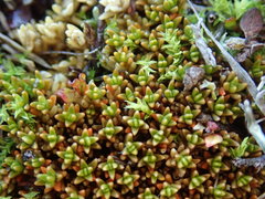 Colobanthus brevisepalus