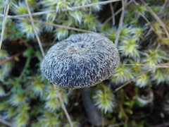 Entoloma crinitum