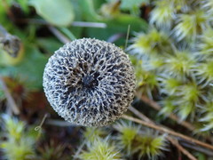 Entoloma crinitum