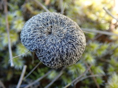 Entoloma crinitum
