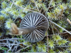 Entoloma crinitum