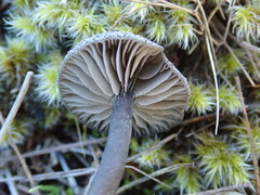 Entoloma crinitum