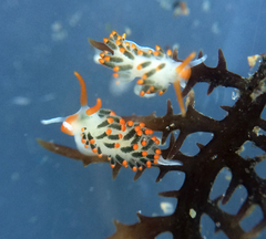 Diaphoreolis lagunae