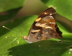 Herona marathus