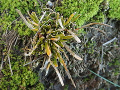 Carmichaelia corrugata