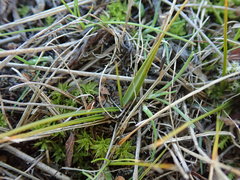 Zoysia minima