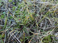 Zoysia minima