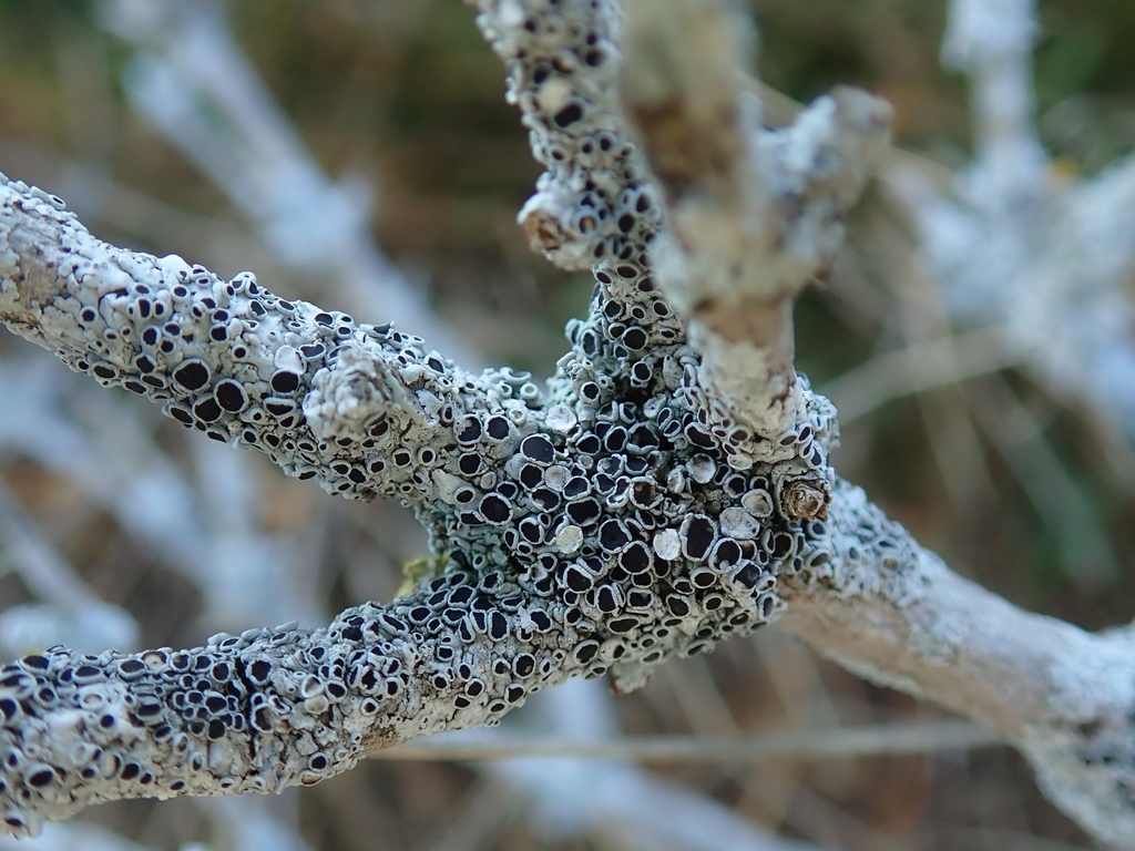 Physcia jackii