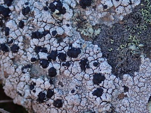 Black-eye Lichen