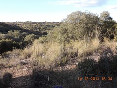 Macrochloa tenacissima