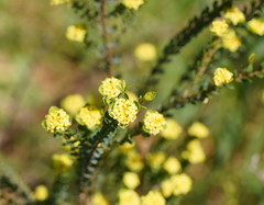 Pimelea flava flava