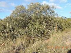 Macrochloa tenacissima