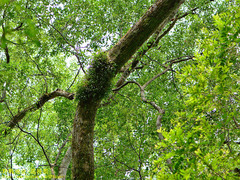 Pholidota cantonensis