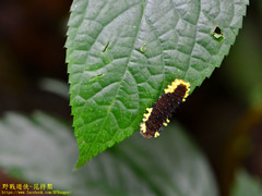 Gynautocera rubriscutellata