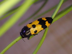 Castiarina atricollis