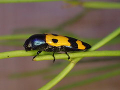 Castiarina atricollis