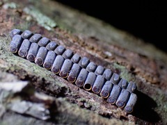 Planososibia