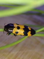 Castiarina atricollis