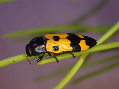 Castiarina atricollis