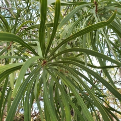 Persoonia longifolia