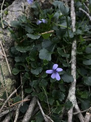 Viola silicestris
