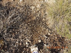 Macrochloa tenacissima