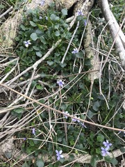 Viola silicestris