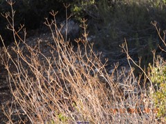 Bupleurum fruticescens