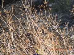 Bupleurum fruticescens
