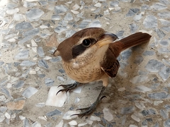 Lanius cristatus