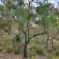 Persoonia longifolia
