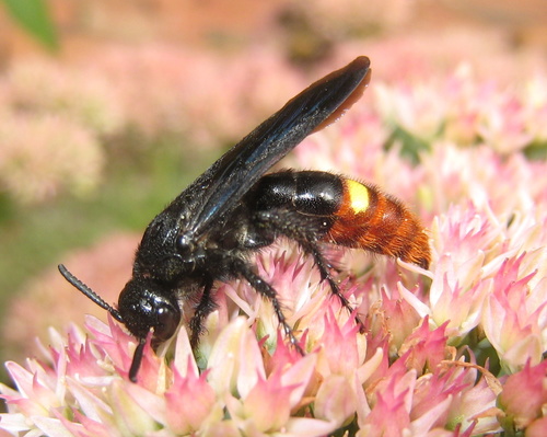 Blue-winged Scoliid Wasp