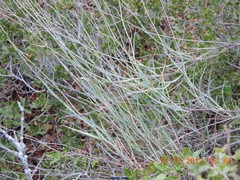 Bupleurum fruticescens