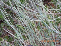 Bupleurum fruticescens