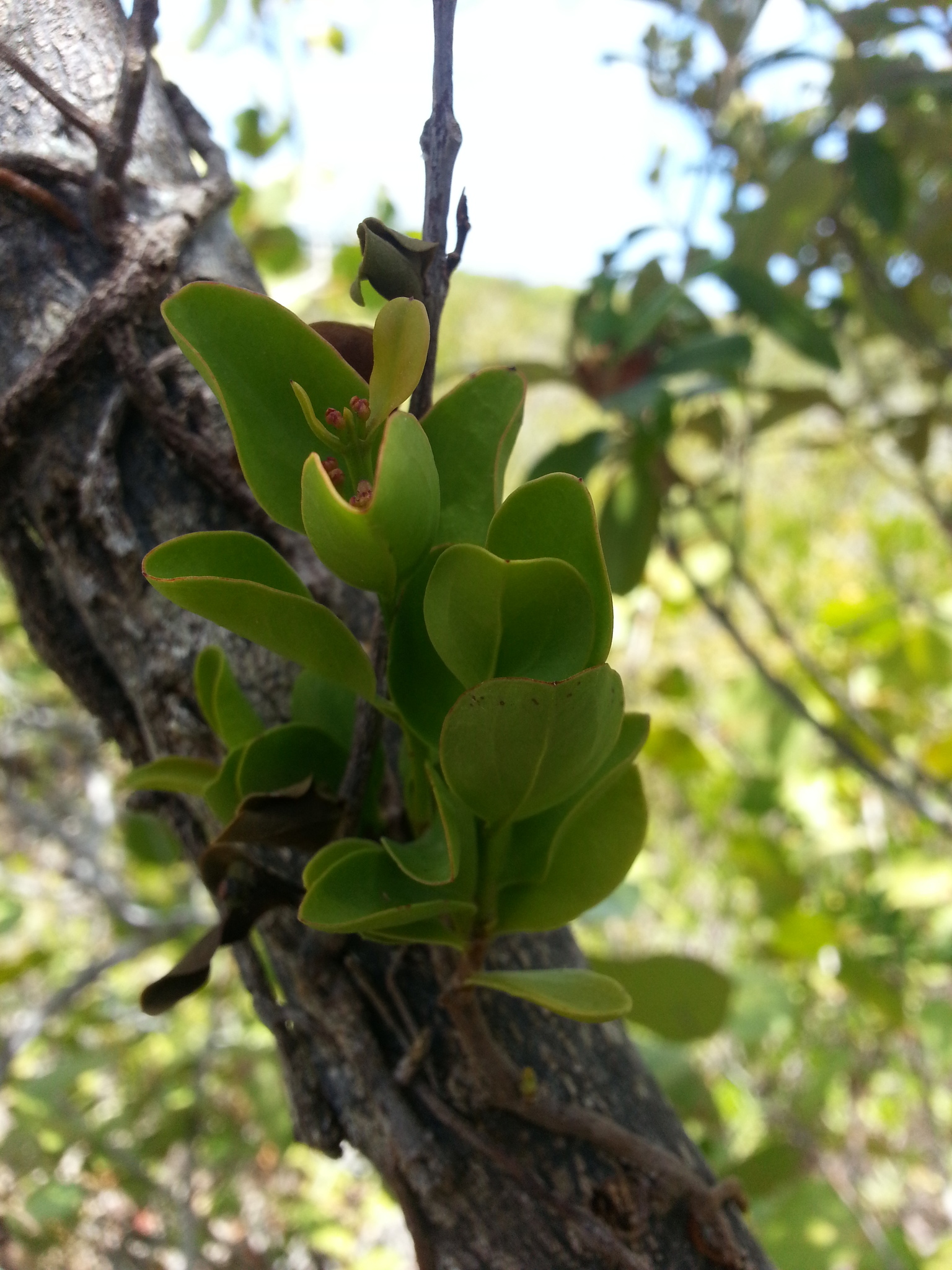 Dendropemon caribaeus