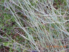 Bupleurum fruticescens