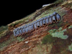 Planososibia
