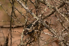 Ixobrychus minutus payesii