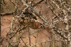 Ixobrychus minutus payesii