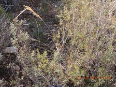 Macrochloa tenacissima