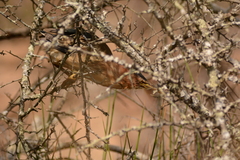 Ixobrychus minutus payesii