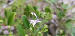 Trichostema nesophilum