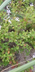 Trichostema nesophilum