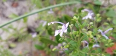 Trichostema nesophilum