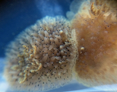 Acanthodoris rhodoceras