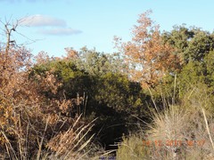 Macrochloa tenacissima